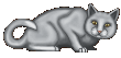 gray cat crouching
